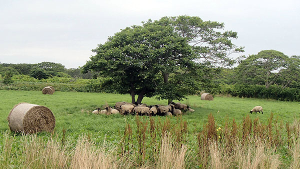 木陰でめん羊が群れています